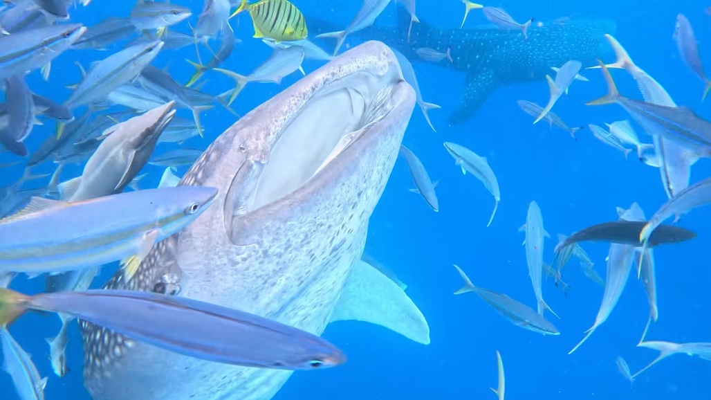 고래상어 스쿠버 다이빙 체험