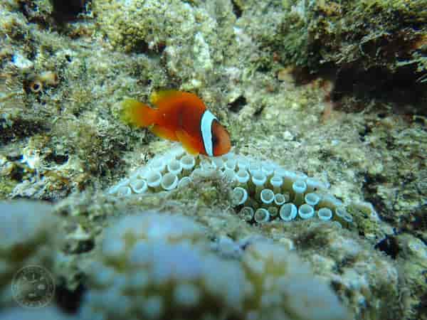 introduce snorkeling mobile a