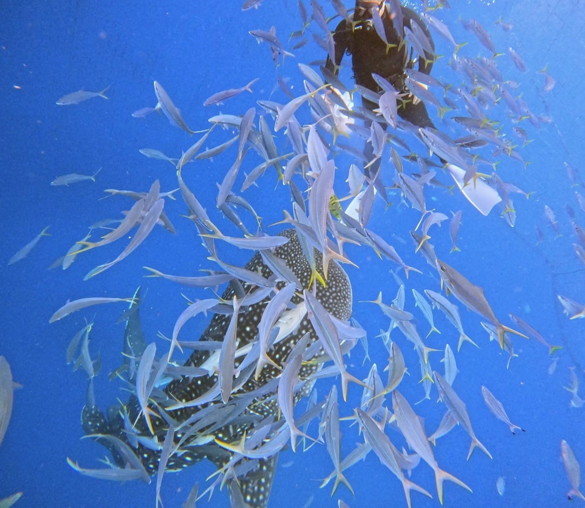 오키나와 바다 실시간