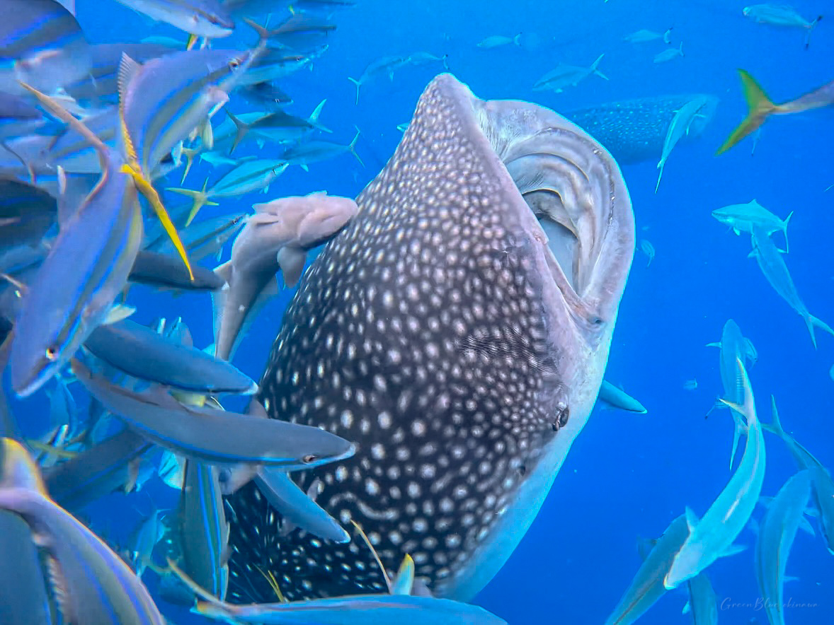 오키나와 바다 실시간