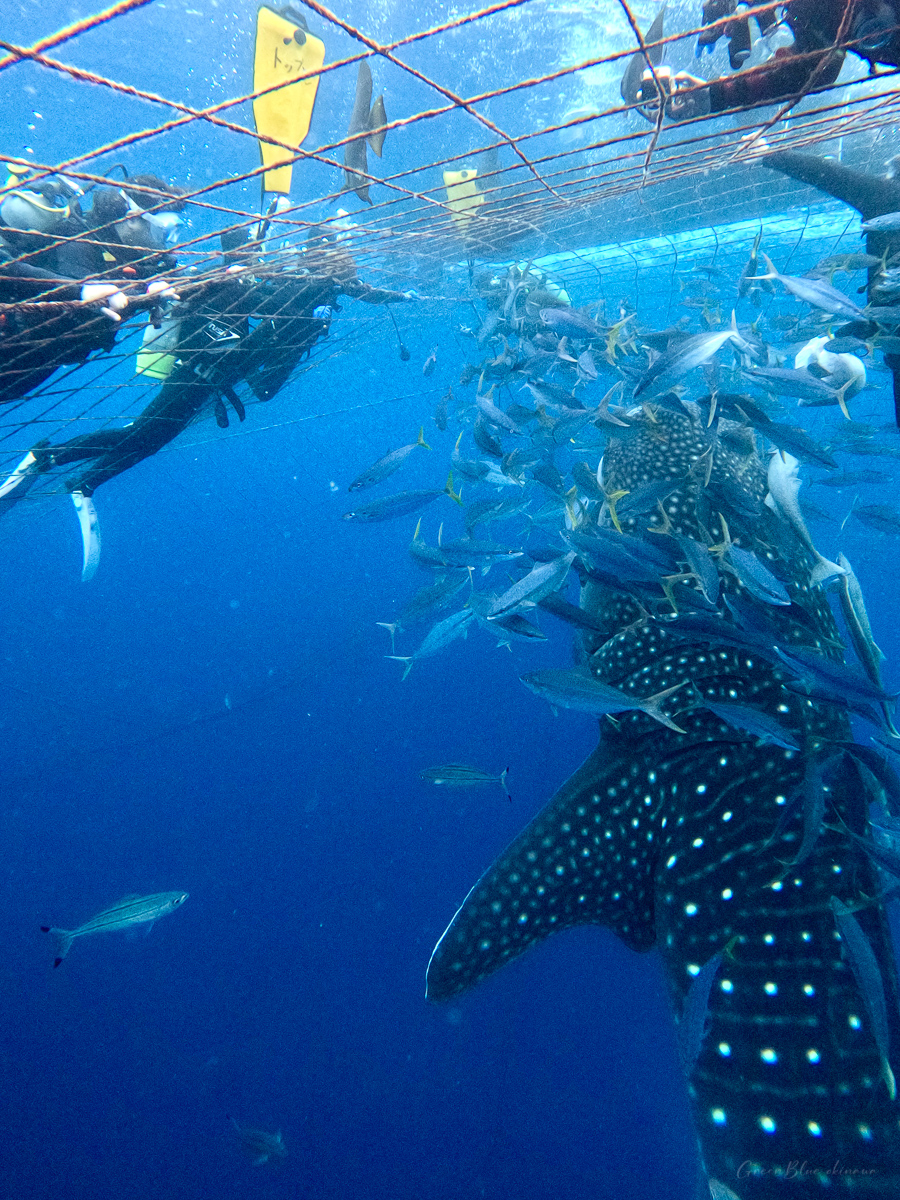오키나와 바다 실시간